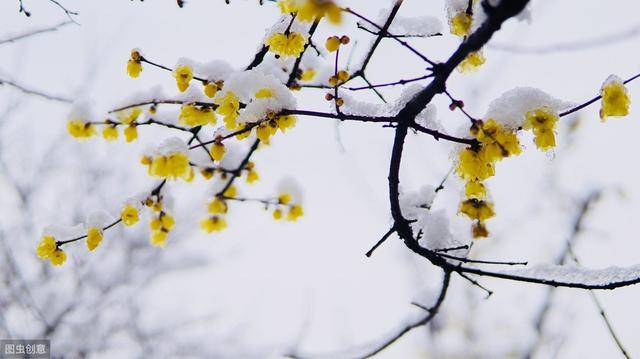 下雪才好看的3种花，想让花开的美，别早早搬入室内