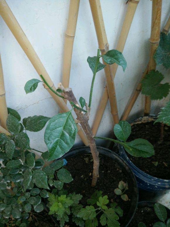三角梅防冻用3个土方法，可行性强，来年能早发芽早开花