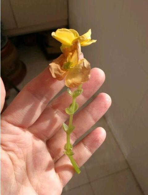 丽格海棠掉花朵？这样解决，单朵花开60天都不掉