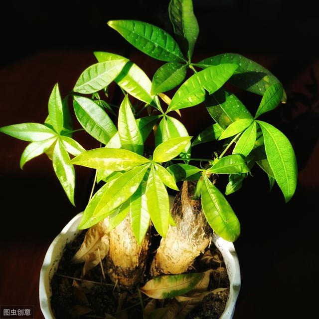 发财树叶子低垂是“病”，早处理，15天就能翠绿挺拔