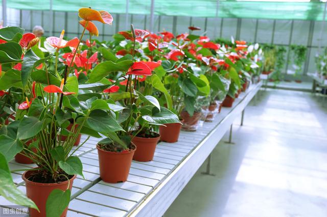 红掌开花越来越小？正确施肥，花朵比手掌大