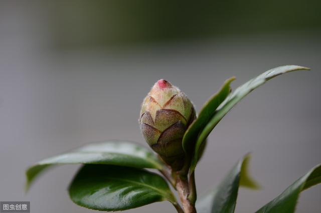 茶花有花苞不开花？5个原因“对症下药”，更容易花满枝头