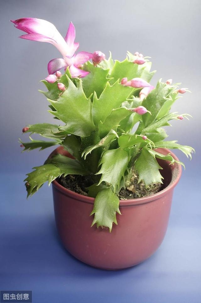 新买的蟹爪兰做好“3不1疏”，不掉花苞，花期长久