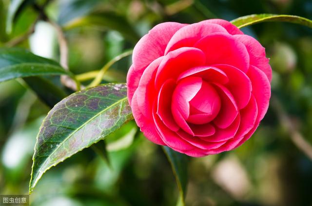 选茶花做好“4不买”，不容易错版，开花漂亮