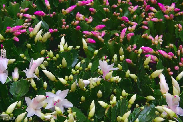 新买的蟹爪兰做好“3不1疏”，不掉花苞，花期长久