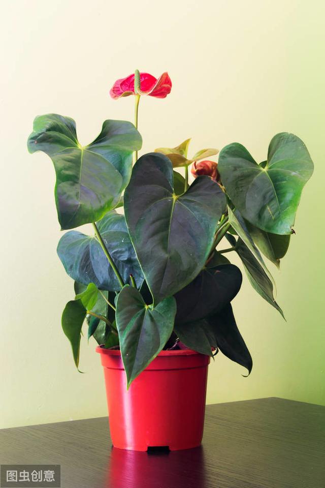 红掌开花越来越小？正确施肥，花朵比手掌大