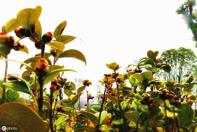 茶花有花苞不开花？5个原因“对症下药”，更容易花满枝头