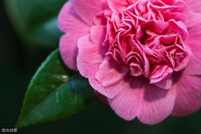 茶花有花苞不开花？5个原因“对症下药”，更容易花满枝头