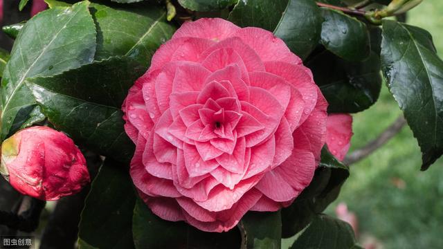 选茶花做好“4不买”，不容易错版，开花漂亮