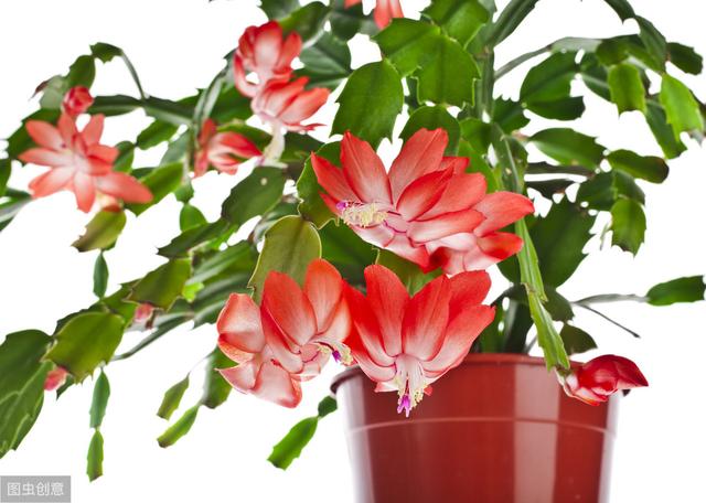 新买的蟹爪兰做好“3不1疏”，不掉花苞，花期长久