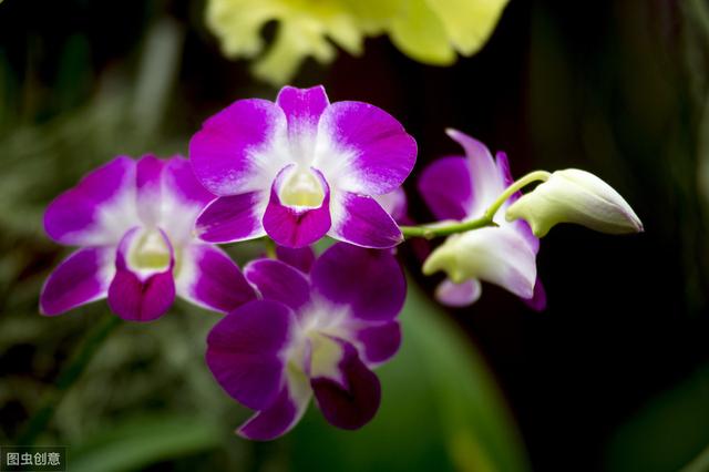 现在开始少碰6种花，否则烦恼不断，黄叶、掉叶子、掉花苞……