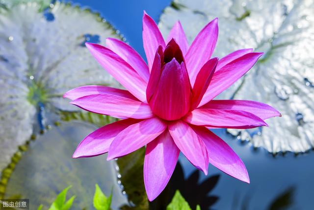 现在开始少碰6种花，否则烦恼不断，黄叶、掉叶子、掉花苞……