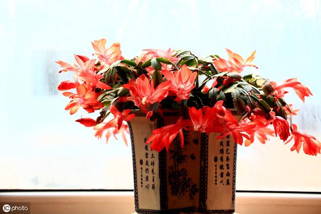新买的蟹爪兰做好“3不1疏”，不掉花苞，花期长久