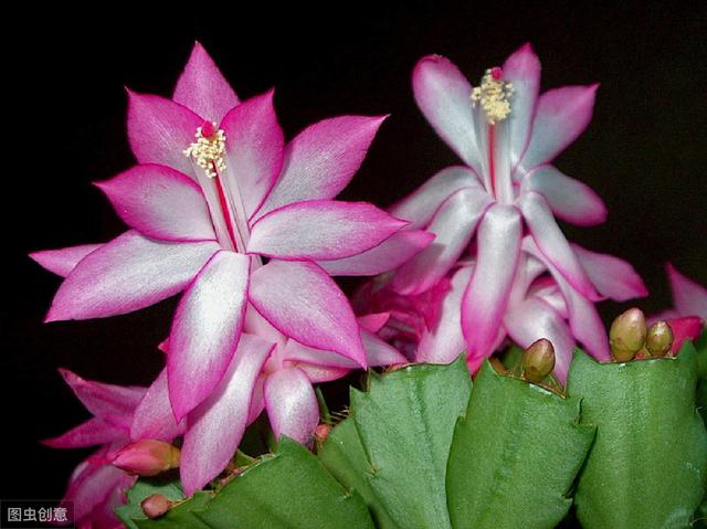 新买的蟹爪兰做好“3不1疏”，不掉花苞，花期长久