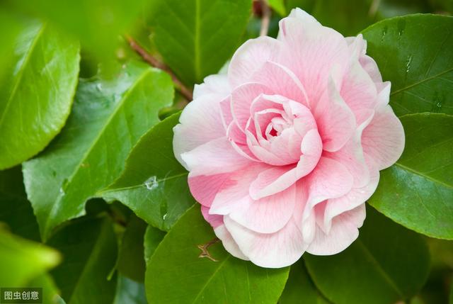 选茶花做好“4不买”，不容易错版，开花漂亮