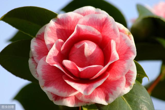 选茶花做好“4不买”，不容易错版，开花漂亮