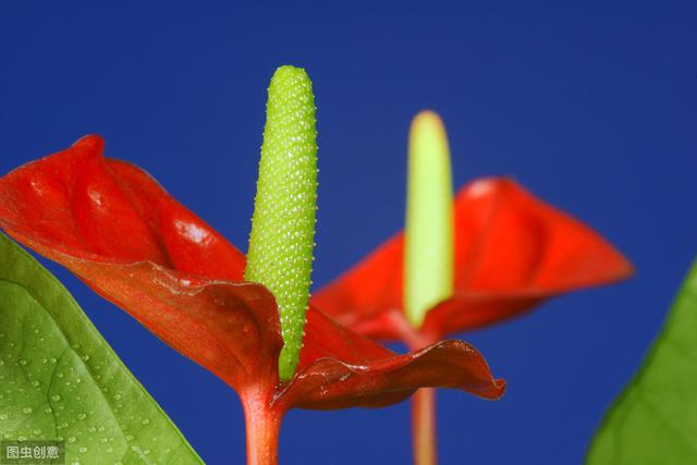 红掌开花越来越小？正确施肥，花朵比手掌大