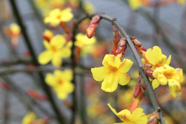 迎春花熟桩催花正当时，想让春节开花，“3步”走起