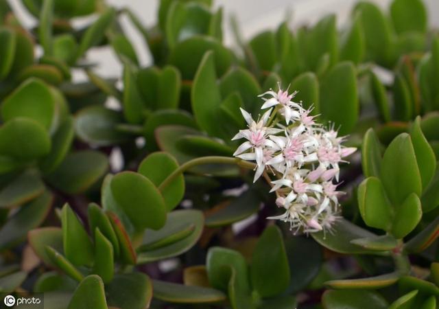 玉树开花正当时，做好5件事，花美叶翠，“颜值”翻倍