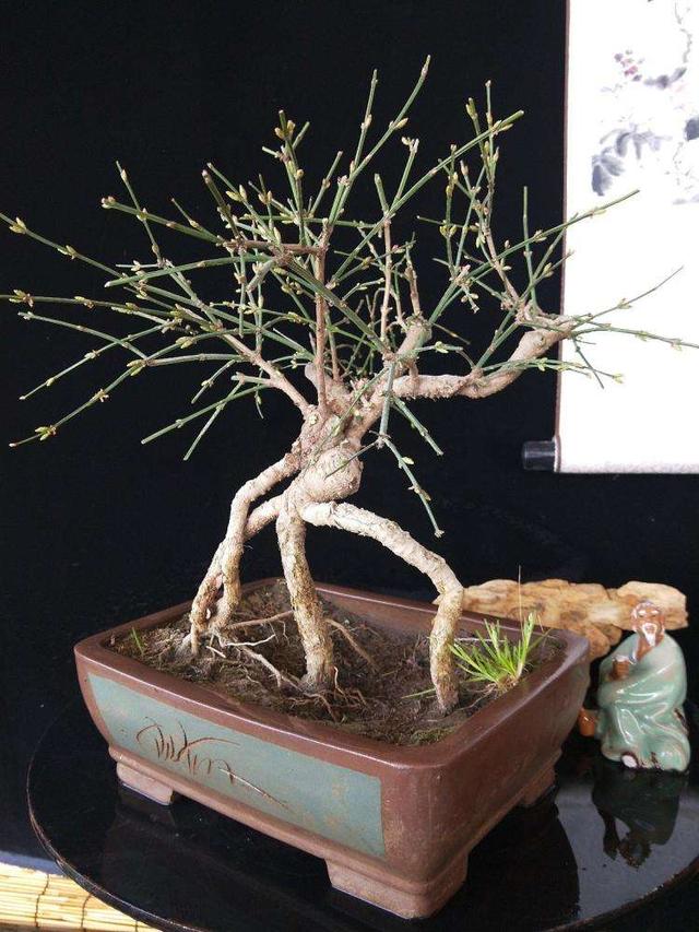 迎春花熟桩催花正当时，想让春节开花，“3步”走起