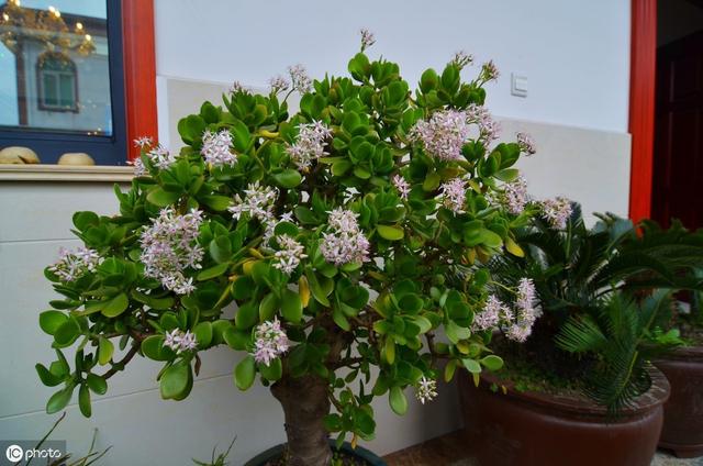 玉树开花正当时，做好5件事，花美叶翠，“颜值”翻倍
