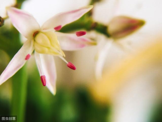 玉树开花正当时，做好5件事，花美叶翠，“颜值”翻倍