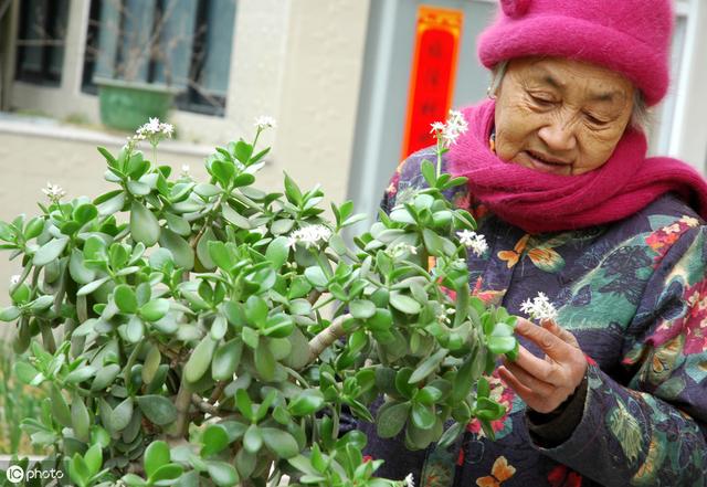 玉树开花正当时，做好5件事，花美叶翠，“颜值”翻倍