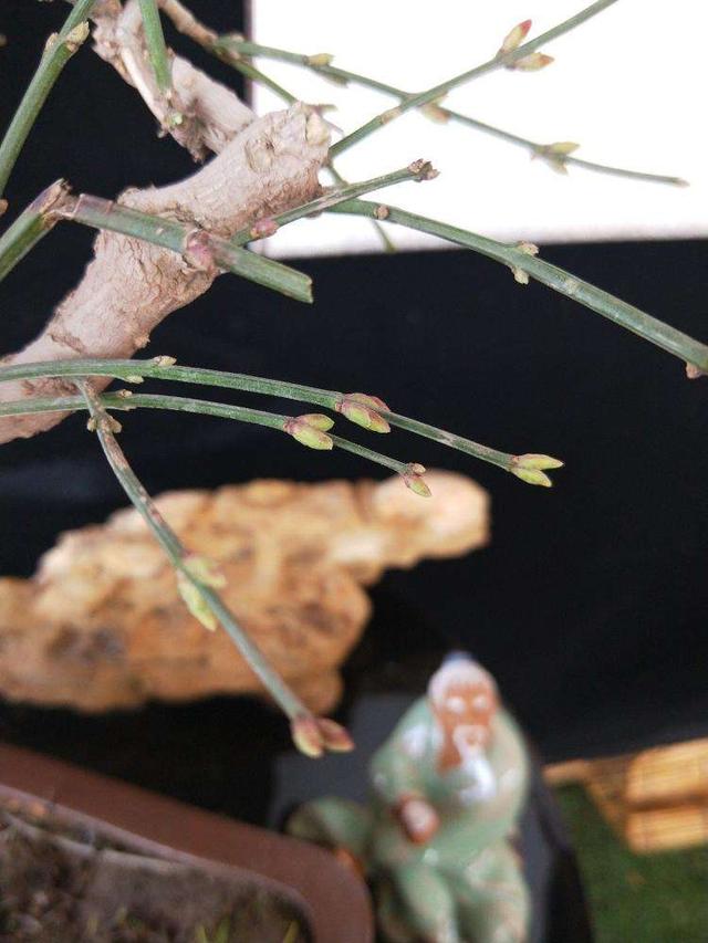 迎春花熟桩催花正当时，想让春节开花，“3步”走起