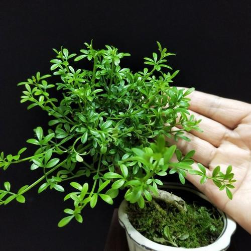 迎春花熟桩催花正当时，想让春节开花，“3步”走起