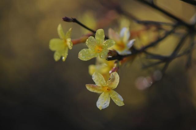 迎春花熟桩催花正当时，想让春节开花，“3步”走起