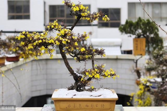 迎春花熟桩催花正当时，想让春节开花，“3步”走起