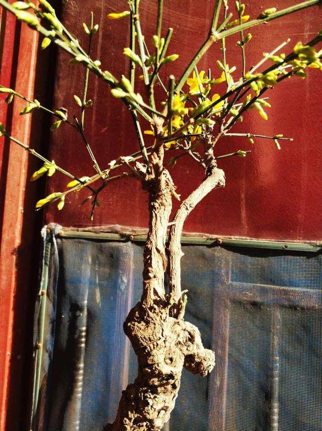 迎春花熟桩催花正当时，想让春节开花，“3步”走起