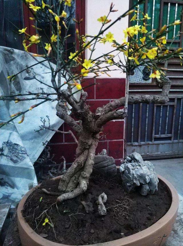 迎春花熟桩催花正当时，想让春节开花，“3步”走起