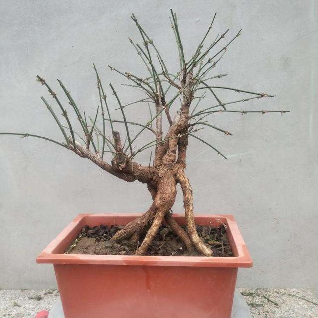 迎春花熟桩催花正当时，想让春节开花，“3步”走起