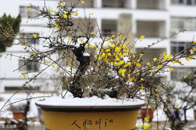 迎春花熟桩催花正当时，想让春节开花，“3步”走起