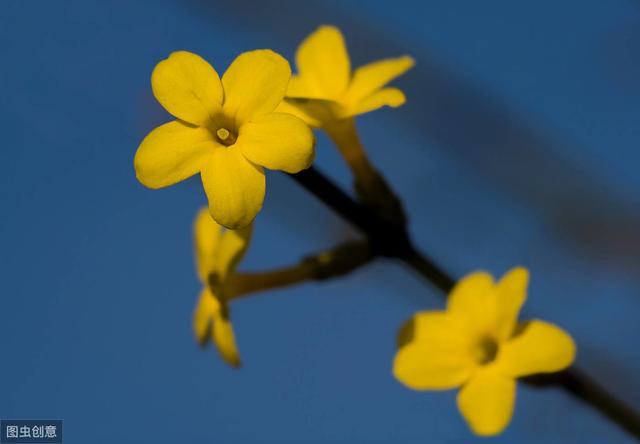 迎春花熟桩催花正当时，想让春节开花，“3步”走起