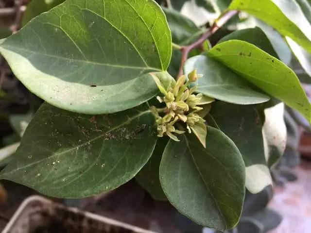 三角梅在低温环境中长出花苞，要不要把花苞剪掉？