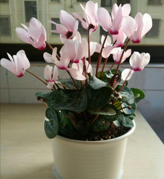 仙客来开完花不要扔，简单的处理养护，下次开花更美艳