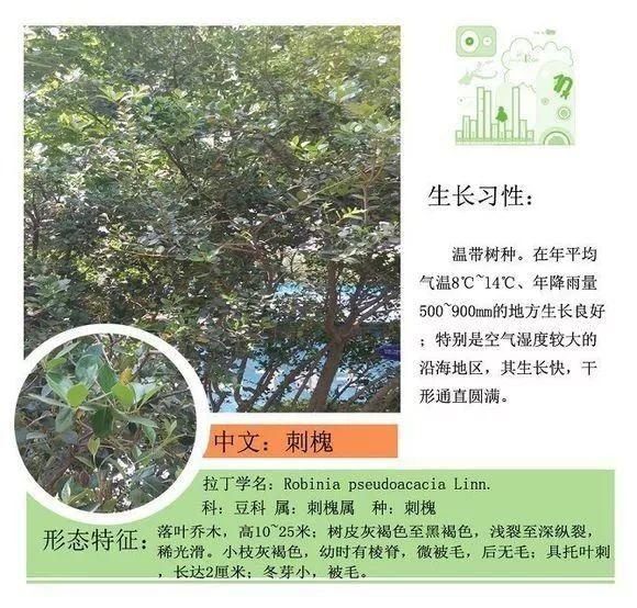 124种植物名称及属性汇总-园林景观