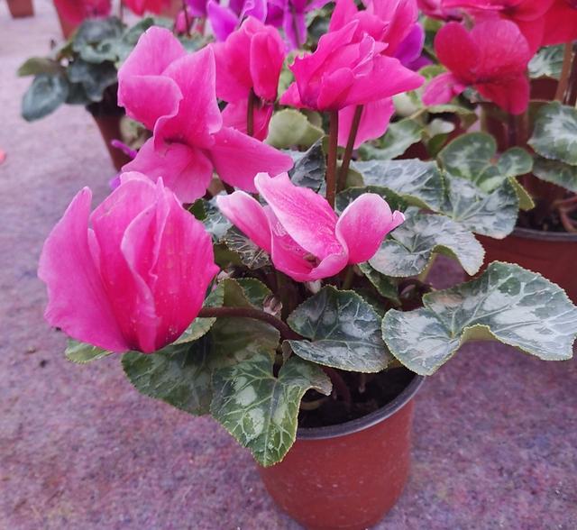 仙客来开完花不要扔，简单的处理养护，下次开花更美艳