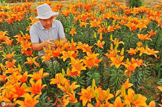 菜市场买斤“小雪球”，种出满盆百合花，现在种，春节就盛开