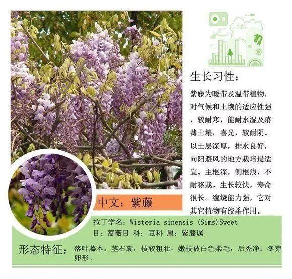 124种植物名称及属性汇总-园林景观