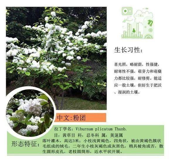 124种植物名称及属性汇总-园林景观