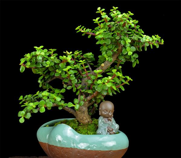 能成“传家宝”的4种花，越老越好看，你家有几种？