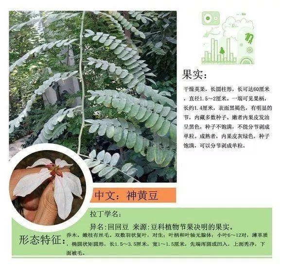 124种植物名称及属性汇总-园林景观