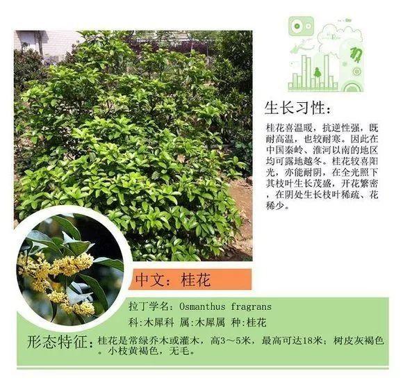 124种植物名称及属性汇总-园林景观