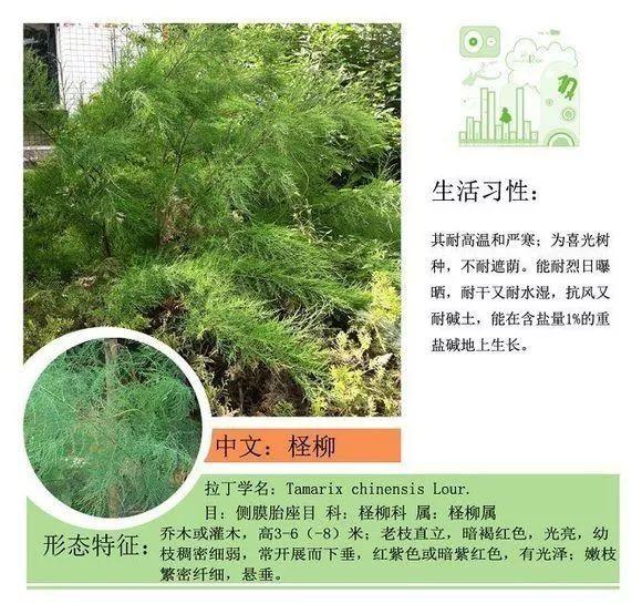 124种植物名称及属性汇总-园林景观