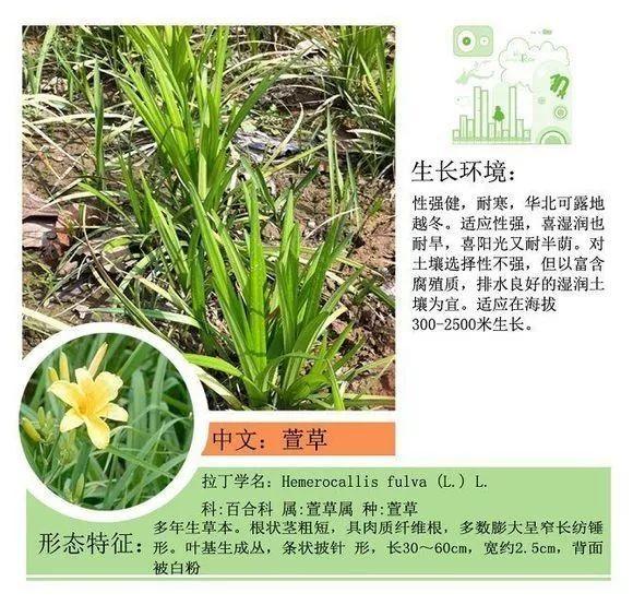 124种植物名称及属性汇总-园林景观
