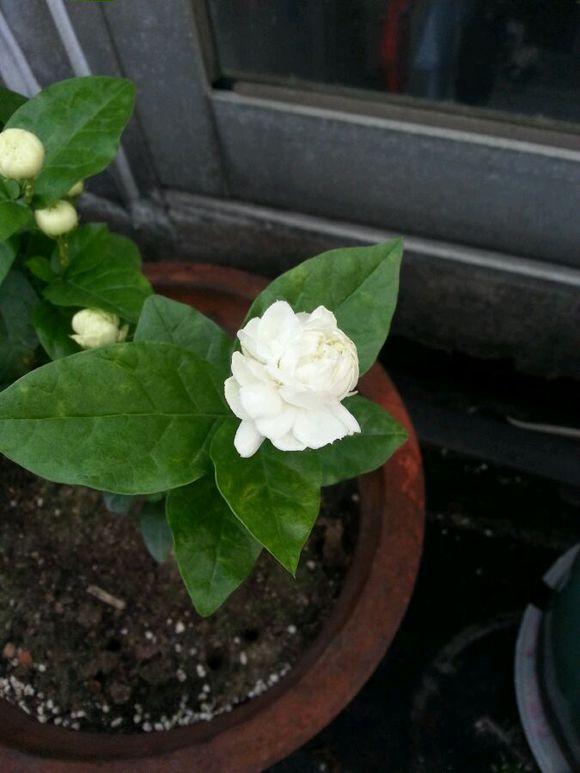 虎头茉莉花很怕冷，过冬有妙招，叶子翠绿不发黄