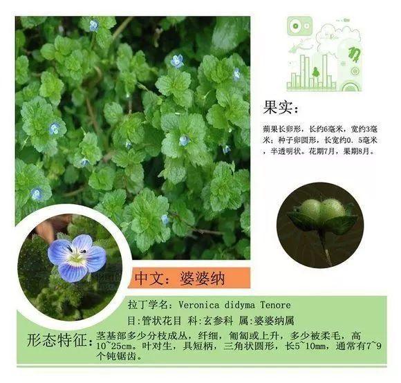 124种植物名称及属性汇总-园林景观